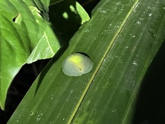 Gaeotis nigrolineata