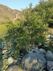 Cephalanthus salicifolius