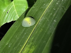 Gaeotis nigrolineata