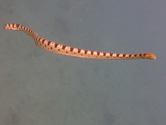 Hydrophis major