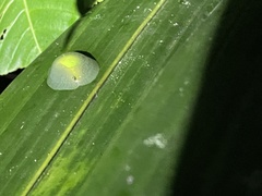 Gaeotis nigrolineata