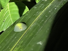 Gaeotis nigrolineata