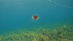 Chrysaora pentastoma