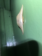 Oxytenis modestia