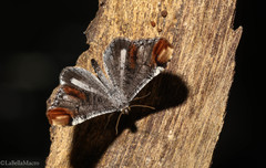 Macrosoma paularia