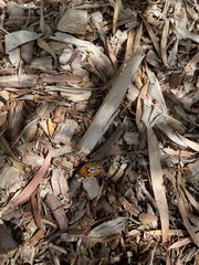 Diaphonia xanthopyga