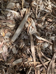 Diaphonia xanthopyga