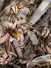 Diaphonia xanthopyga