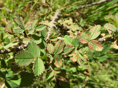 Rosisphaerella rosicola