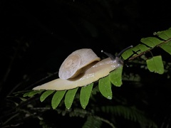 Parthena acutangula
