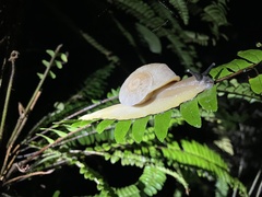 Parthena acutangula
