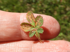 Rosisphaerella rosicola