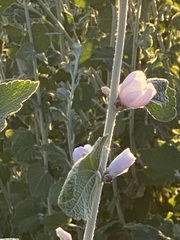 Malacothamnus hallii