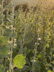 Malacothamnus hallii