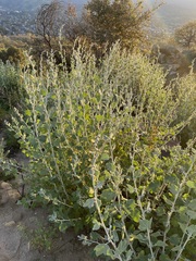 Malacothamnus hallii