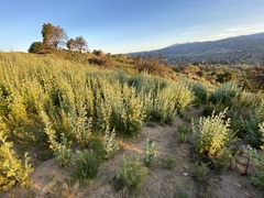 Malacothamnus hallii