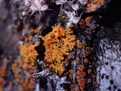 Xanthomendoza oregana