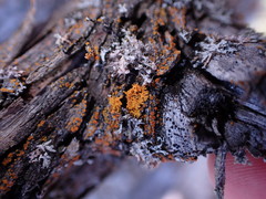 Xanthomendoza oregana