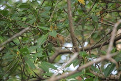 Cyclopes didactylus
