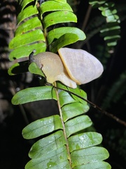 Parthena acutangula