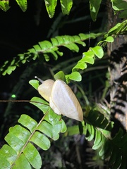 Parthena acutangula