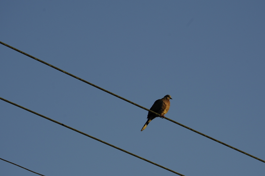 Spotted Dove from Melbourne VIC, Australia on February 22, 2022 by ...