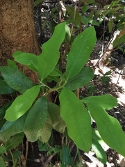 Magnolia pugana
