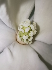 Magnolia pugana