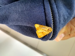 Eulithosia miaiphona