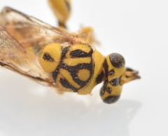 Conura amoena