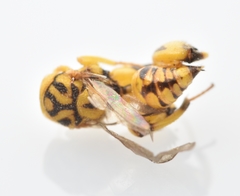 Conura amoena