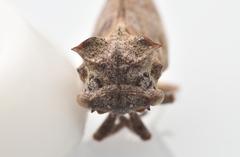 Microcentrus perditus