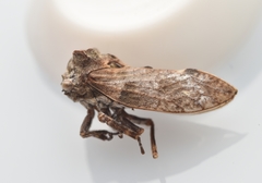 Microcentrus perditus