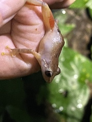 Eleutherodactylus portoricensis