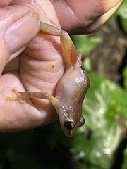 Eleutherodactylus portoricensis