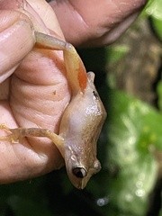 Eleutherodactylus portoricensis