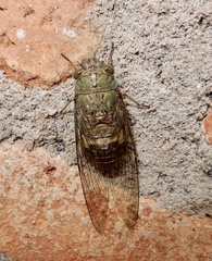 Platylomia larus