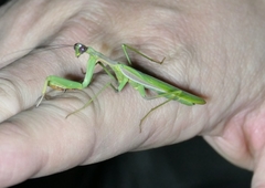 Notomantis chlorophana