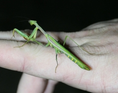 Notomantis chlorophana
