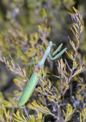 Notomantis chlorophana