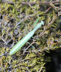 Notomantis chlorophana