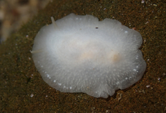 Conualevia alba