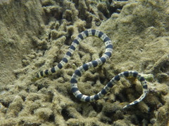 Hydrophis major