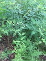 Adenophora divaricata