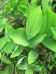 Convallaria keiskei