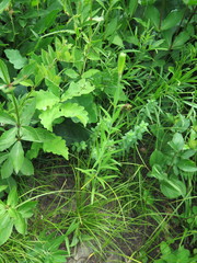 Lilium concolor partheneion