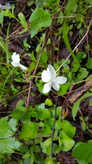 Viola striata
