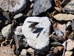 Conophorus fenestratus