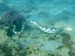 Hydrophis major