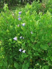 Adenophora divaricata